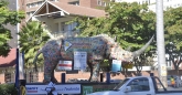 Twalumba the rhino visits Harare
